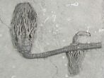 Three Crinoid Fossils ( Species) - Crawfordsville, Indiana #125924-2
